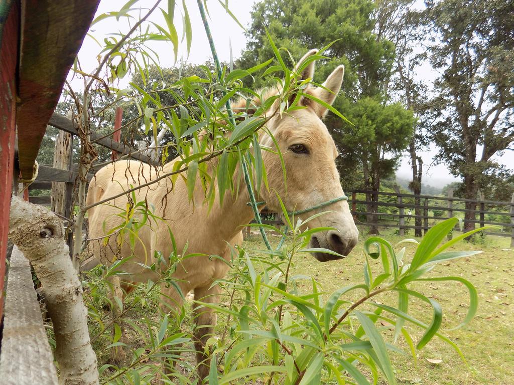 Rancho Hostal La Escondida Eco Park Teopisca Luaran gambar