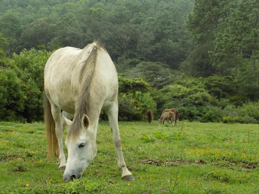 Rancho Hostal La Escondida Eco Park Teopisca Luaran gambar